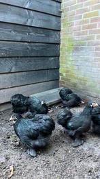 Cochinkriel kippen HENNEN!, Dieren en Toebehoren, Pluimvee, Vrouwelijk, Kip