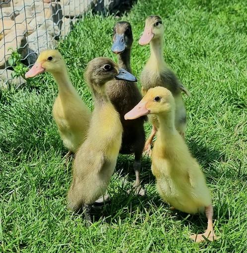 Jonge Indische loopeenden verschillende leeftijden, Dieren en Toebehoren, Pluimvee, Eend, Meerdere dieren