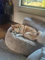 Lieve hond zoekt nieuw, rustig thuis ️ ( Kruising ), Dieren en Toebehoren, Ophalen of Verzenden, Zo goed als nieuw