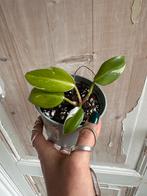 Philodendron White Princess Stek, Ophalen of Verzenden