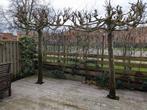 Dakplatanen zoeken nieuwe tuin, Tuin en Terras, Planten | Bomen, Dakboom, 250 tot 400 cm, Ophalen