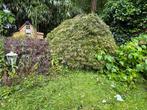 Japanse esdoorn twee stuks, Tuin en Terras, Planten | Struiken en Hagen, Ophalen, Esdoorn