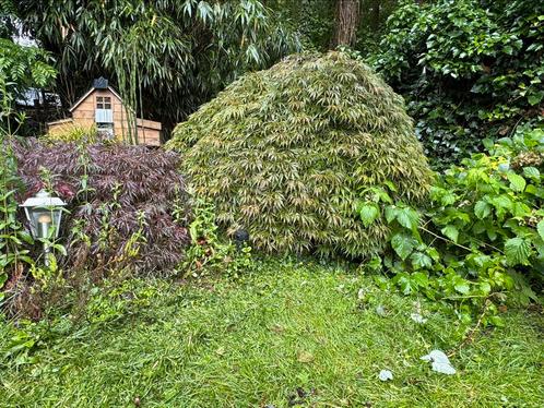 Japanse esdoorn twee stuks, Tuin en Terras, Planten | Struiken en Hagen, Esdoorn, Ophalen