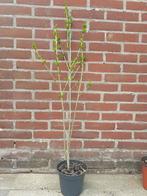 Hibiscus struik diverse, Tuin en Terras, Planten | Fruitbomen, Volle zon, Ophalen of Verzenden