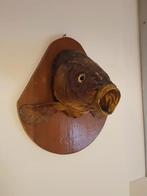 Taxidermie karper, Verzamelen, Ophalen of Verzenden, Zo goed als nieuw, Reptiel of Amfibie, Opgezet dier