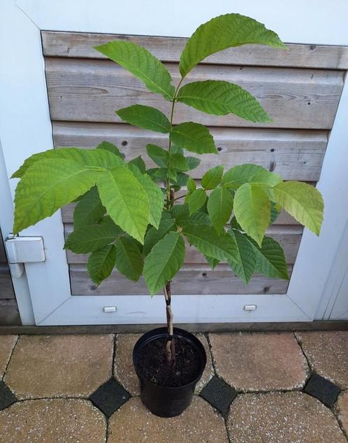 NOTENBOOM KASTANJE VAARN FRAMBOOS HAZELNOOT IRISPLANTEN, Tuin en Terras, Planten | Bomen, Overige soorten, 100 tot 250 cm, Volle zon