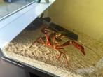 Te koop 2x kreeften, Dieren en Toebehoren, Kreeft, Krab of Garnaal, Zoetwatervis
