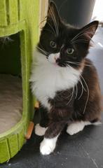 2 prachtige ragdoll poesjes zoeken nog een gouden mandje, Poes, Gechipt, 0 tot 2 jaar