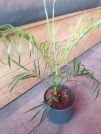 Kamerplant Phoenix roebelenii in elho pot, Ophalen, Overige soorten, Minder dan 100 cm