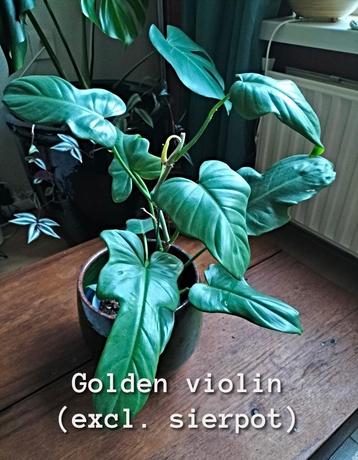  Philodendron Golden Violin – Volgroeide plant  beschikbaar voor biedingen