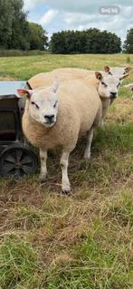 Beste stamboek texelaar dekram, Dieren en Toebehoren, Schapen, Geiten en Varkens, Mannelijk, Schaap