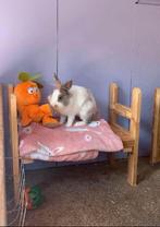 Twee leuke dwerg konijntjes (vrouwtjes) te koop!, Dieren en Toebehoren, Vrouwelijk