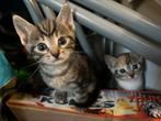 Kittens 7,5 week oud, Dieren en Toebehoren, Katten en Kittens | Raskatten | Korthaar