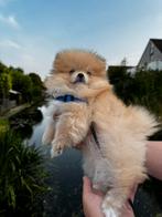 Pomeriaan Reutje – Mini Pomeranian Pup, Dieren en Toebehoren, Particulier, 15 weken tot 1 jaar, Reu, Buitenland