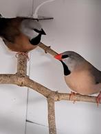 Spitsstaart amadine en gordelgrasvink van 2025, Dieren en Toebehoren, Vogels | Overige Vogels, Meerdere dieren