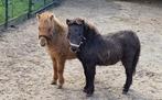 Te koop mini shetlanders, Dieren en Toebehoren, Merrie, A pony (tot 1.17m), Recreatiepony, 0 tot 2 jaar