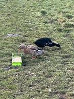 3 indische loopeenden lrijs voor alle 3, Dieren en Toebehoren, Meerdere dieren, Eend