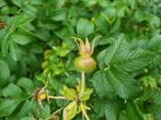 Rosa rugosa bottelroos rimpelroos, Ophalen, Overige soorten, Struik, Minder dan 100 cm