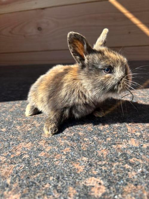 Dwergkonijn, Dieren en Toebehoren, Konijnen, Mannelijk, 0 tot 2 jaar