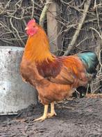 Mooie KRIEL hanen, ophalen tussen Friesland en Amersfoort, Dieren en Toebehoren, Mannelijk, Kip