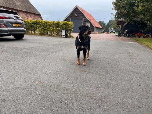 Gezocht dekreu poedel, Dieren en Toebehoren, Honden | Dekreuen, Teef, Particulier, Eén hond, Nederland, 1 tot 2 jaar, CDV (hondenziekte)