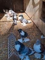 Hollandse kropper, Meerdere dieren