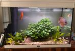 Aquarium (Aquatlantis) inclusief discuskoppel, Dieren en Toebehoren, Vissen | Aquaria en Toebehoren, Ophalen, Zo goed als nieuw