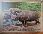 Indische Neushoorn / Illustrator onbekend, Ophalen, Natuur en Biologie