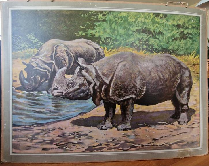 Indische Neushoorn / Illustrator onbekend, Antiek en Kunst, Antiek | Schoolplaten, Natuur en Biologie, Ophalen