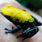 Adelphobates galactonotus 'Geel', zeldzaam, nu verkrijgbaar, Dieren en Toebehoren, Amfibie, 0 tot 2 jaar
