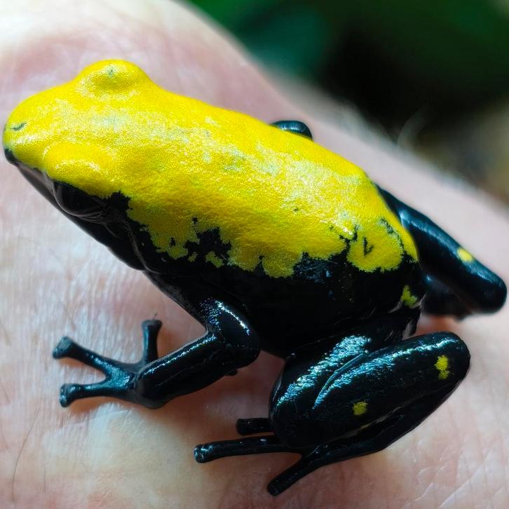 Adelphobates galactonotus 'Geel', zeldzaam, nu verkrijgbaar, Dieren en Toebehoren, Reptielen en Amfibieën, Amfibie, 0 tot 2 jaar