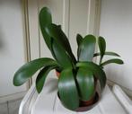 1 Haemanthus Albiflos – Poederkwast, Ophalen, Overige soorten, Halfschaduw, In pot
