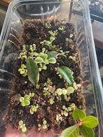 Bak met stekjes, kalanchoe pink butterfly, Huis en Inrichting, Ophalen of Verzenden, Overige soorten, Minder dan 100 cm