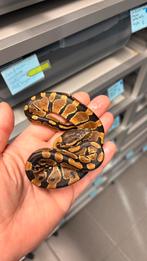 1.0 normal 100% het clown ghost ball python, Dieren en Toebehoren, Reptielen en Amfibieën, Slang, 0 tot 2 jaar
