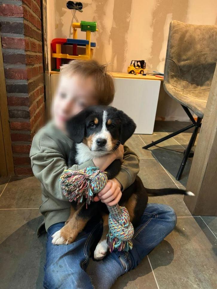 1 Grote Zwitserse Sennenpup teefje raszuiver, Dieren en Toebehoren, Honden | Niet-rashonden, Groot, Teef, Particulier, Meerdere