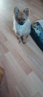 Pomeriaan, HCC (leverziekte), Overige rassen, 8 tot 15 weken, Teef