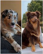 Wachtlijst River X Abel australian shepherd pup, 8 tot 15 weken, Meerdere, Meerdere dieren, Herder