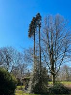 Professioneel bomen vellen / kappen / afbreken / stormhout, Diensten en Vakmensen, Tuinmannen en Stratenmakers, Tuinonderhoud of Snoeiwerk