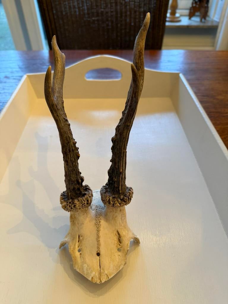 Gewei van reebok, Ophalen of Verzenden