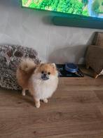 Puppy pomeriaan, Particulier, 15 weken tot 1 jaar, Buitenland, Rabiës (hondsdolheid)