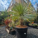 Super stoere  Yucca Rostrata ‘Blue Swan’  op stam, Ophalen