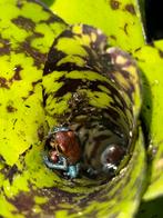 Oophaga pumilio aguacate 0.0.4