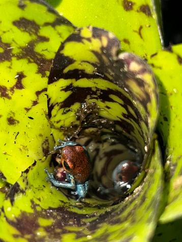 Oophaga pumilio aguacate 0.0.4 beschikbaar voor biedingen