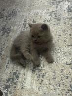 Brits Korthaar Bluepoint Kitten, Dieren en Toebehoren, Katten en Kittens | Raskatten | Korthaar, Poes, Ontwormd