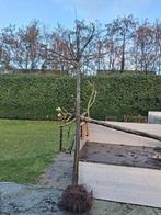 Dakplatanen, Ophalen, Bloeit niet, Volle zon, Overige soorten