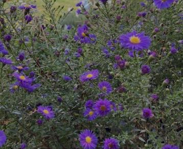 Aster eri. Blue Wonder - vaste plant beschikbaar voor biedingen