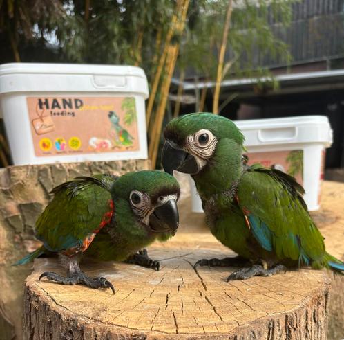 Ara Severa mannen, Dieren en Toebehoren, Vogels | Parkieten en Papegaaien, Papegaai, Mannelijk, Tam, Geringd
