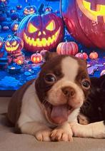 Raszuivere Gloed mooie Boston Terriër Pups!, Rabiës (hondsdolheid), Overige rassen, 8 tot 15 weken, Meerdere dieren