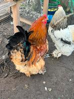 Brahama hanen te koop, Dieren en Toebehoren, Pluimvee, Mannelijk, Kip