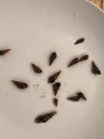 Toren slakjes, Slak of Weekdier